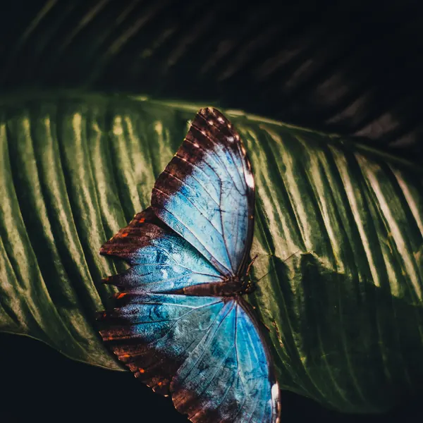 A blue morpho butterfly resting on a green leaf